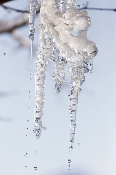 Is från trädet i naturen — Stockfoto