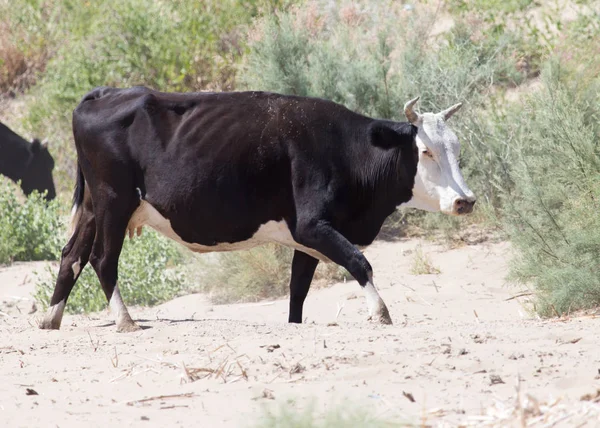 Корову в песках степи — стоковое фото