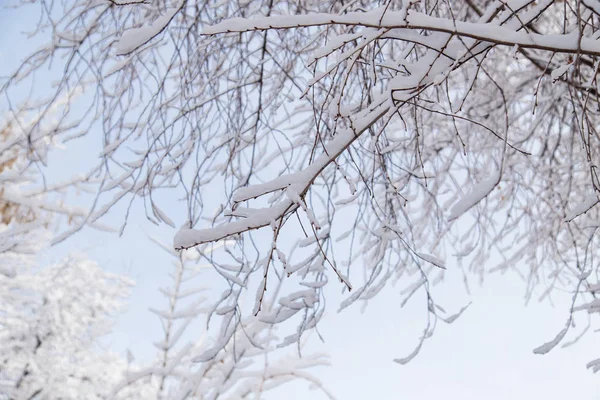Neve nos ramos de uma árvore — Fotografia de Stock