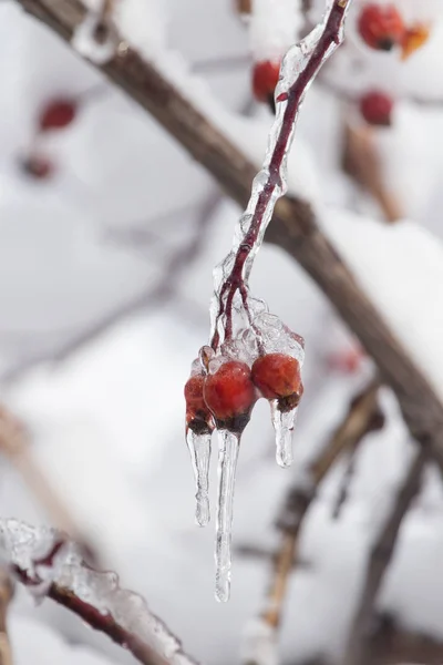 Wild rose in the snow, winter — Stock Photo, Image