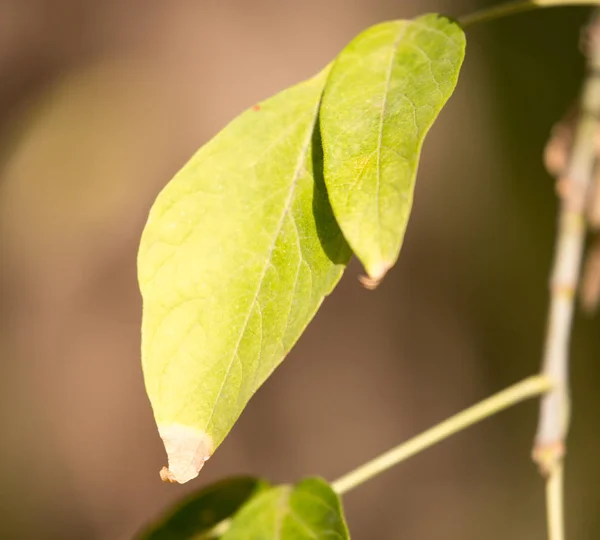 Herbstblatt auf einem Baum — Stockfoto