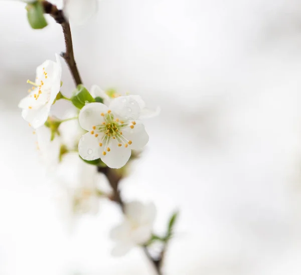 Virágok a szilvafa — Stock Fotó