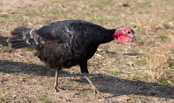 Een Turkije op een boerderij buiten — Stockfoto