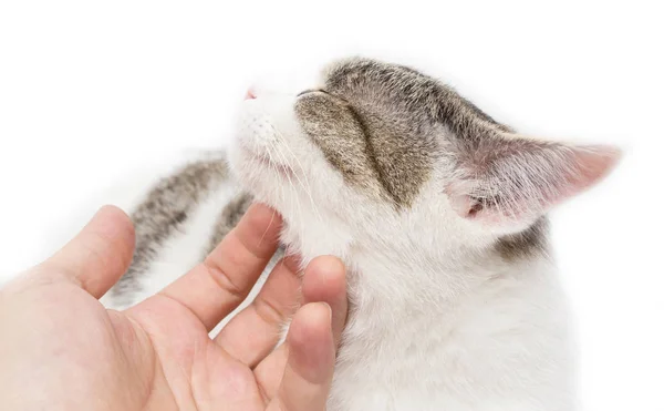 Ласка кошки руки на белом фоне — стоковое фото