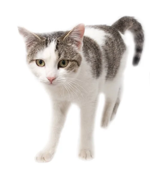 Cat on a white background — Stock Photo, Image