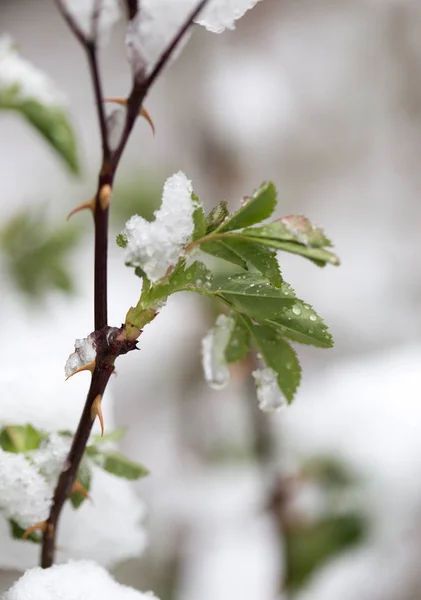 Snow on tree leaves in spring — Stock Photo, Image