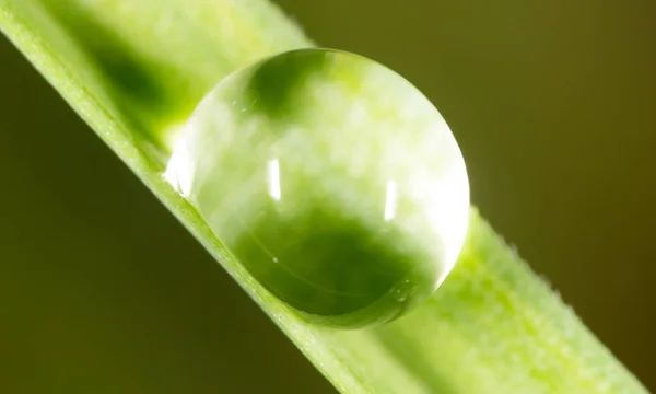 Dauwdruppels op het gras. Macro — Stockfoto