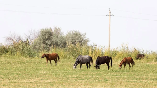 在大自然中的牧场上有四匹马 — 图库照片