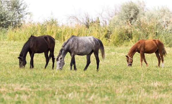 Τρία άλογα σε ένα βοσκότοπο στη φύση — Φωτογραφία Αρχείου