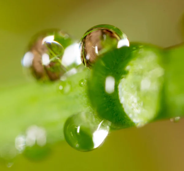 Gotas de rocío en la hierba. macro —  Fotos de Stock