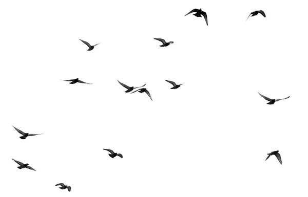 Зграя голубів на білому тлі — стокове фото