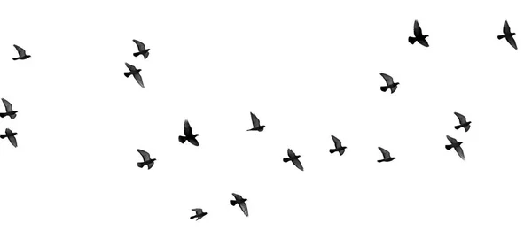 Hejno holubů na bílém pozadí — Stock fotografie