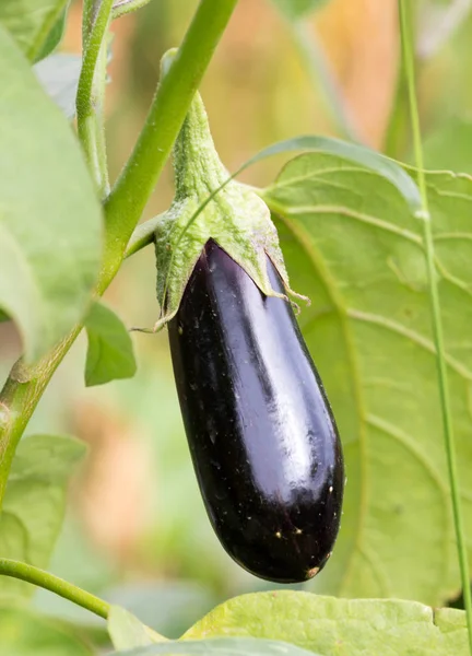 Auberginen im Garten — Stockfoto