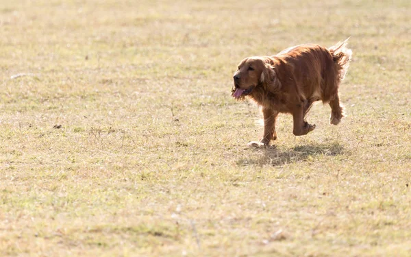 自然の赤犬 — ストック写真