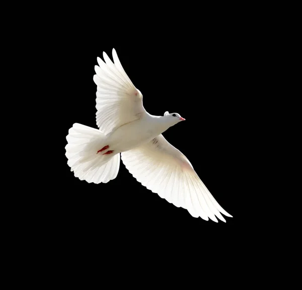 Bílá holubice na černém pozadí — Stock fotografie