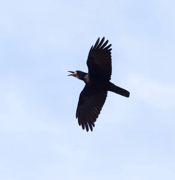 Corbeaux sur le fond du ciel avec des nuages — Photo