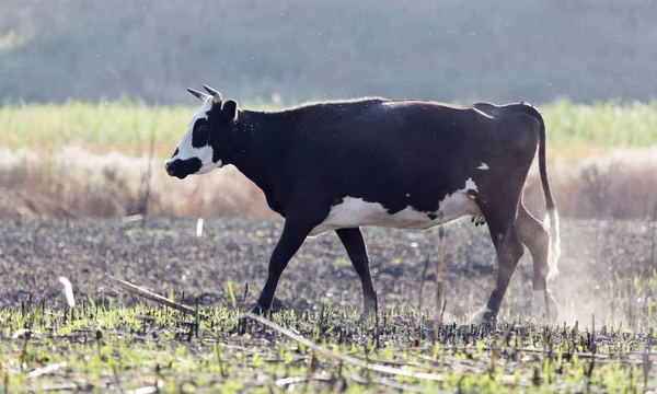 Vaca en un pasto — Foto de Stock