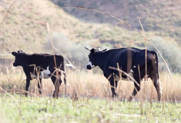 Vaca en un pasto —  Fotos de Stock