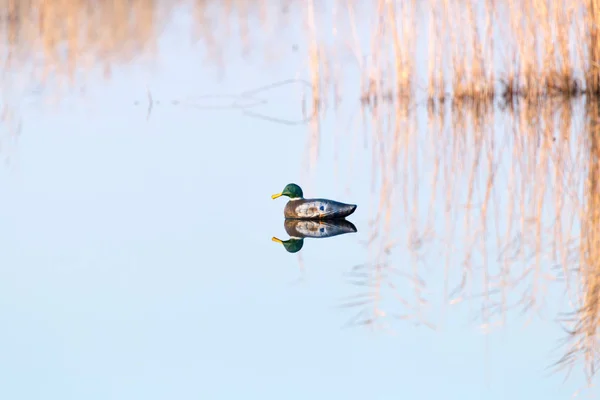 Pato en el lago en la naturaleza — Foto de Stock
