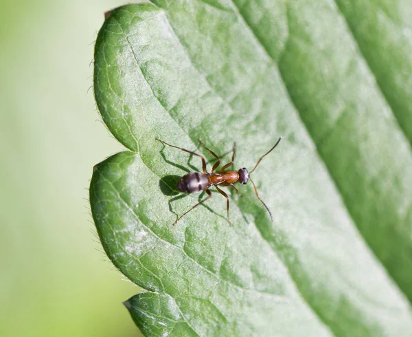 Mrówka w przyrodzie. makro — Zdjęcie stockowe