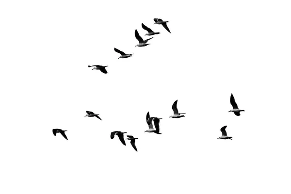 Чайка в полете на белом фоне — стоковое фото