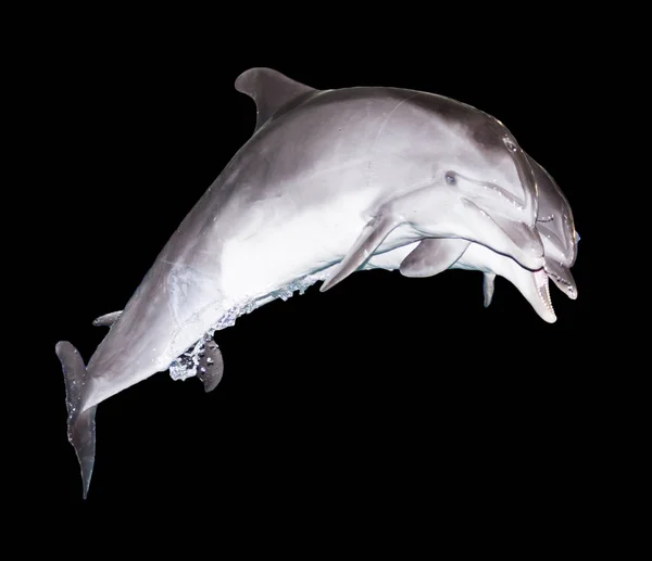 Два дельфіни на чорному тлі — стокове фото