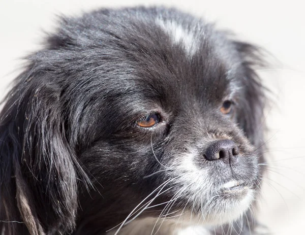 Schwarzer Hund in der Natur — Stockfoto