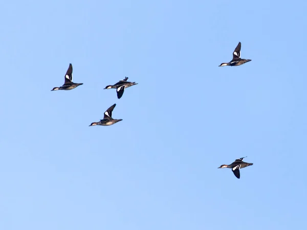 Flock fåglar på himlen — Stockfoto