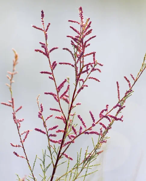 Beautiful little flowers in nature — Stock Photo, Image