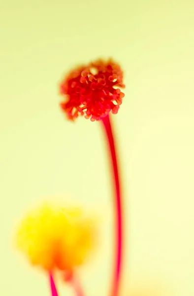 Pollen in flower. macro — Stock Photo, Image