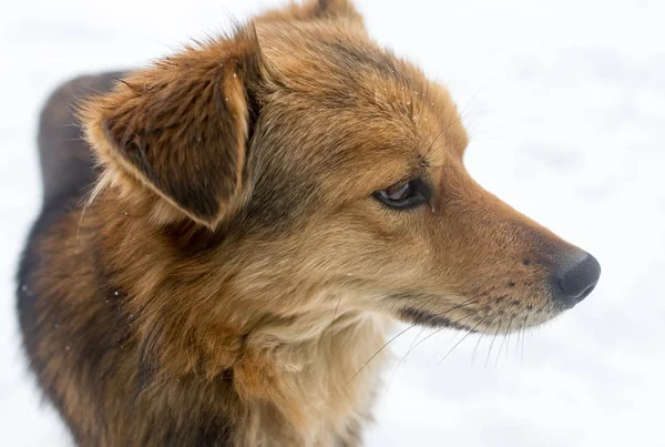 Perro en la naturaleza en invierno —  Fotos de Stock
