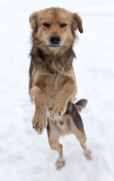 Köpek kış niteliğine — Stok fotoğraf