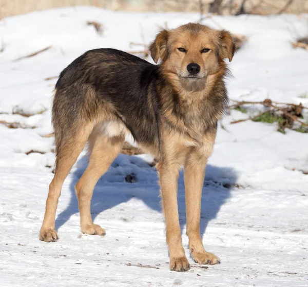 Cane sulla natura in inverno — Foto Stock