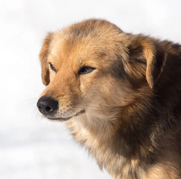 Собака на природе зимой — стоковое фото