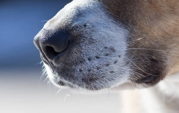 Dog nose in nature — Stock Photo, Image