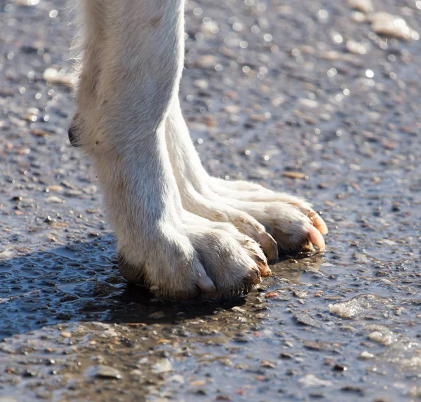 Psí tlapky na zemi — Stock fotografie