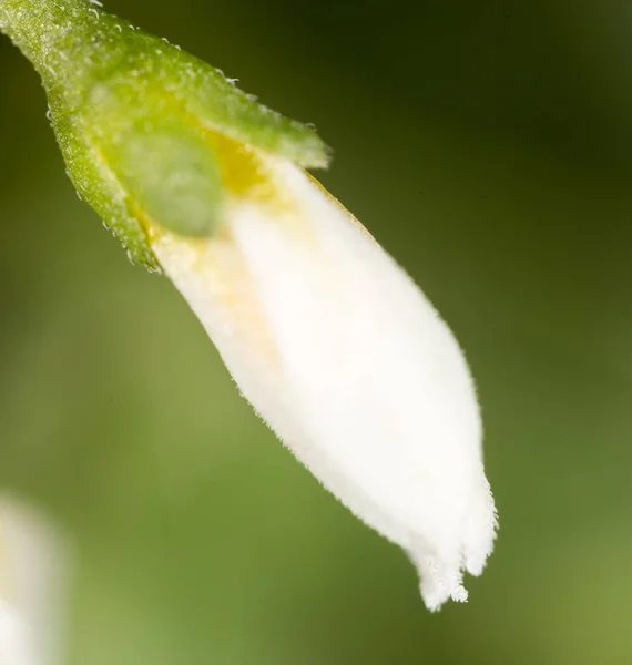 Kleine Blume in der Natur. Makro — Stockfoto