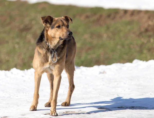 Hond op natuur in de winter — Stockfoto