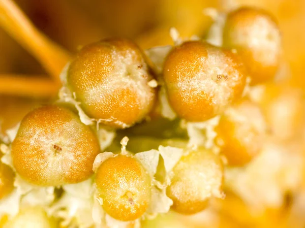 種黄色の植物寄生虫 — ストック写真