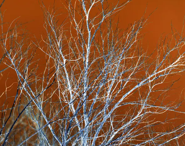 Rami di albero nudi su uno sfondo arancione — Foto Stock