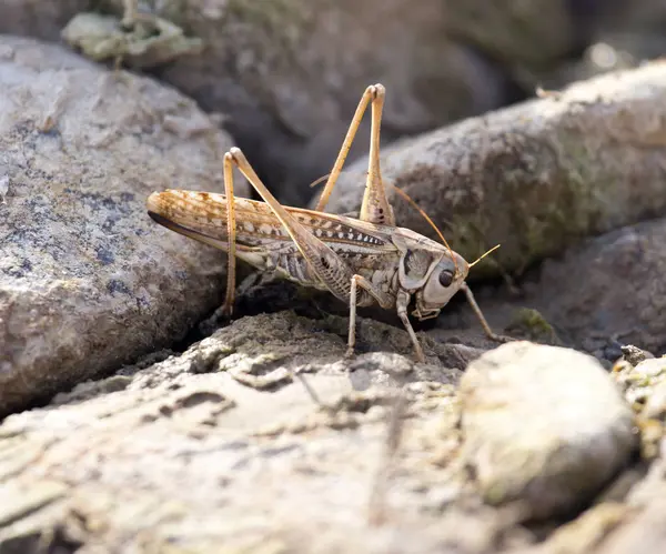 Sauterelle dans les rochers. macro — Photo