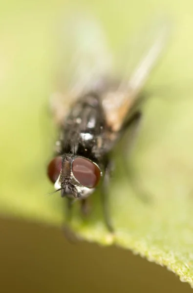 Voar em uma folha verde. macro — Fotografia de Stock