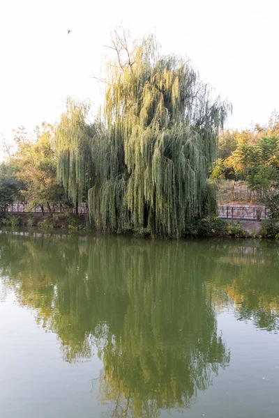 Arbres dans la nature avec réflexion dans l'eau — Photo