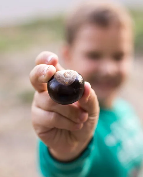 Chestnut in his hand, the boy — Stock Photo, Image