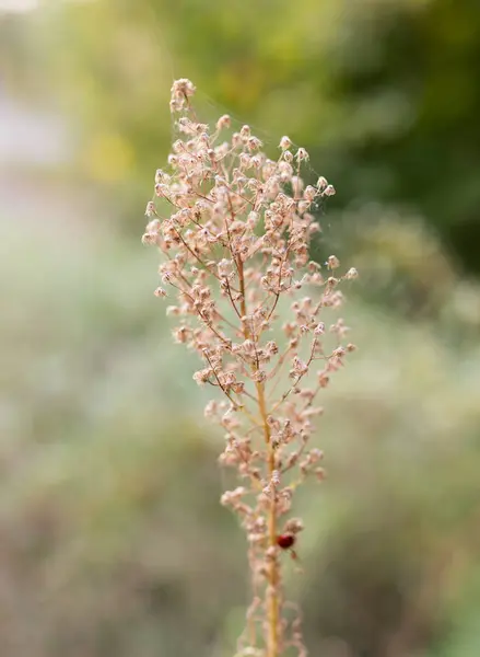 Plante piquante sèche au coucher du soleil — Photo