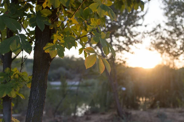 Branche de châtaignier avec feuilles au coucher du soleil — Photo