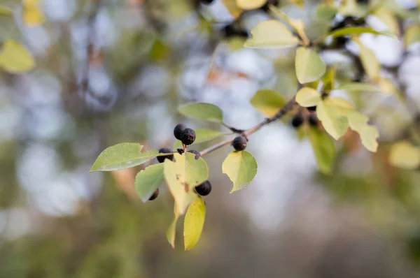 Bayas negras en el árbol — Foto de Stock