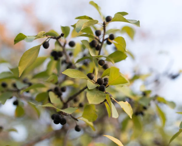 Bayas negras en el árbol — Foto de Stock