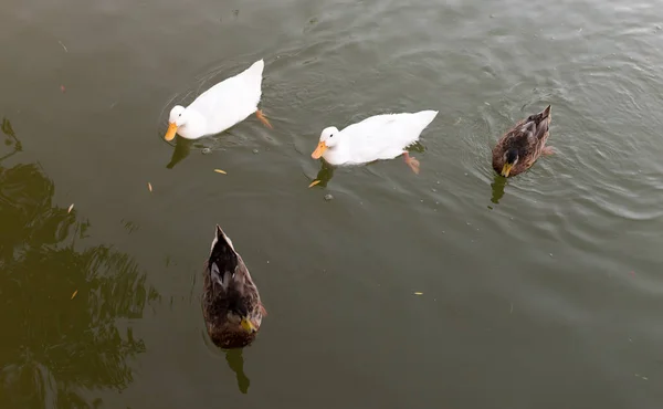 Patos em uma lagoa na natureza — Fotografia de Stock