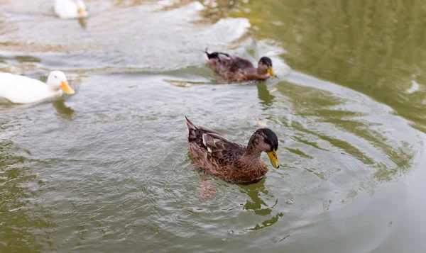 Patos em uma lagoa na natureza — Fotografia de Stock